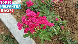 Top 10 Polyantha Roses with names Farming ideas Gardening [upl. by Eitsyrc]