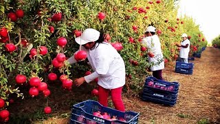 Awesome Agriculture Technology Pomegranate Cultivation  Pomegranate Farm and Harvest [upl. by Wagstaff]