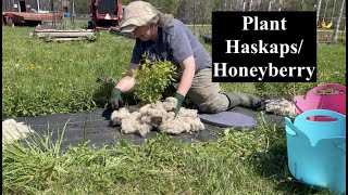 Plantinginformation on HaskapHoneyberry  Ontario Canada [upl. by Ayana]