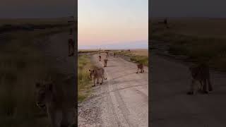 Epic Morning Safari in Amboseli A Pride of 21 Lions [upl. by Michaelina]