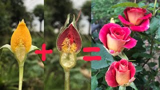 How to propagation new Rose flower color from Red Rose flower bud and Yellow  New hormone [upl. by Edlitam]