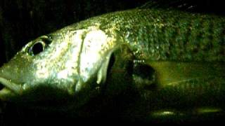 Atlantic Croaker Croaking [upl. by Haye]