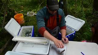 Field Day Friday  Michigan Fish Survey [upl. by Aihcropal]