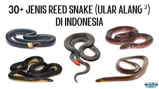 30 Jenis Reed Snake  Ular Alangalang Calamaria Rabdion Pseudorabdion di Indonesia [upl. by Elonore]