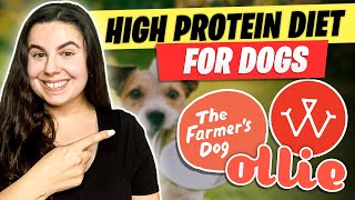 High Protein Diet For Dogs Should You Feed Your Dog High Protein [upl. by Peacock674]