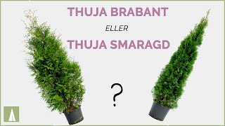 Thuja Brabant eller Thuja Smaragd Skillnad [upl. by Nyloj]