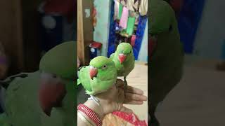 Toto ke bare mein interesting fact shorts birds parrot parrotvideo [upl. by Linea]