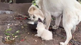 Rescue Puppy from Angry Chained Mother Dog that wanted to hurt them [upl. by Notlek]