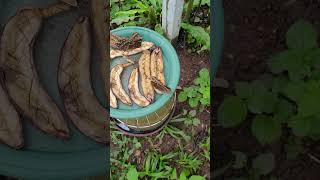 Wye Valley Butterfly Zoo 🦋 Butterfly animals [upl. by Plusch506]