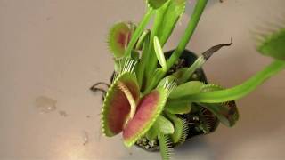 Venus Flytraps Eating [upl. by Jaban]