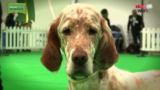 WELKS Championship Dog Show 2017  Gundog group  Shortlist [upl. by O'Donnell]