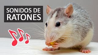 SONIDOS DE RATONES Efectos de Sonido HD [upl. by Finah]