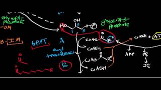 Biochemistry  Biosynthesis of Phosphatidate from DHAP amp Glycerol [upl. by Ynatsyd]