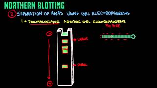 Northern Blotting  Biology Tutorial [upl. by Riatsila]