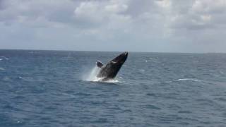 Humpback Whale Megaptera novaeangliae jumping [upl. by Ajnat474]