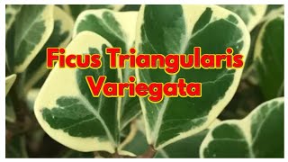 Ficus Triangularis Variegata [upl. by Rhona275]