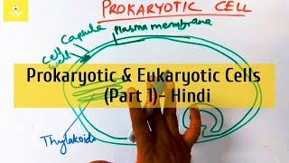 Prokaryotic and Eukaryotic Cells in Hindi  Part 1 [upl. by Dillon663]