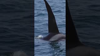 Orcas en Familia La Fuerza del Grupo🐳 curiosidades orcas fypp sabiasque animales ballenas [upl. by Noraha983]