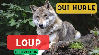 Loup qui hurle et description 🐺 Loup hurlant le hurlement du loup 🐺 [upl. by Herrera]