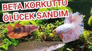 CAHANNA BALIKLARINA ALDIĞIM YEMİ SEVMEDİLER tropical gel formula  ERKEK BETA KORKUTTU [upl. by Atterbury]