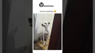 animal gato cachorro meme comedia brasil br youtubeshorts youtube naoflopa [upl. by Jain705]