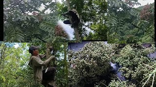 Harvesting wild sichuan pepper in forest [upl. by Sibel737]