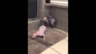 Silly Sphynx Girl in Heat Hairless Sphynx Cats [upl. by Ibloc58]