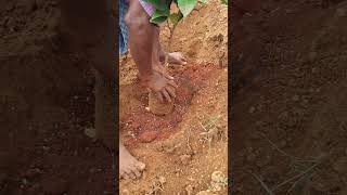 Plantation 2 in our land nature plantation song tamil tamilsong music melody [upl. by Engedi]