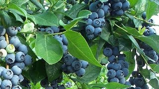 How to Get FREE Blueberry Plants from Store Bought Blueberries [upl. by Assiralk]