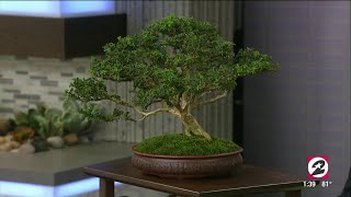 How to properly care for your Bonsai tree  HOUSTON LIFE  KPRC 2 [upl. by Aenahs664]