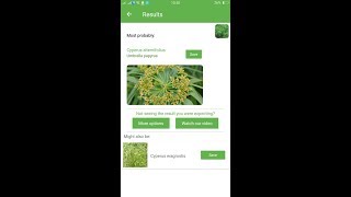 PlantSnap identifies an Umbrella papyrus Cyperus alternifolius [upl. by Amias374]