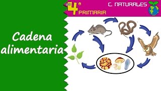 Ciencias de la Naturaleza 4º Primaria Tema 5 Relaciones entre los animales de un ecosistema [upl. by Ahsinoj]