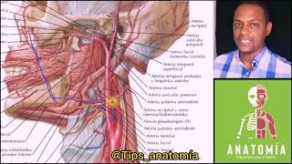 Arteria Carotida I Comum Externa e Interna [upl. by Gerianne817]