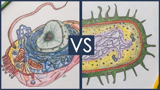 Prokaryotes vs Eukaryotes  Biology Tutorial [upl. by Gagne801]