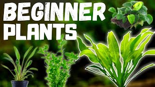 Top 10 Easy Beginner Aquarium Plants [upl. by Notsniw]