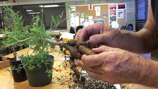 Root cuttings Operculicarya [upl. by Ahron]