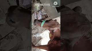 Impaction  Bloat  Band Lagna  Abdominal Pain in Cattle and Buffalo cow [upl. by Ytram]