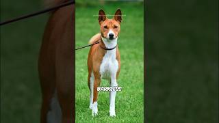 Basenji 🐶 [upl. by Assiralc]