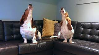 howling basset duet [upl. by Aveer]