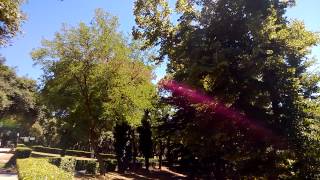 Cicadas in Villa Borghese gardens Rome [upl. by Eiramnaej]