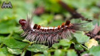 AwA Browntail Gum Moth Caterpillar Euproctis baliolalis [upl. by Adamsen188]