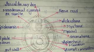 Formation of coelom in Amphioxus [upl. by Elletnohs368]