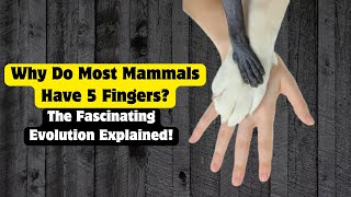 Why Do Most Mammals Have 5 Fingers The Fascinating Evolution Explained [upl. by Charleen]