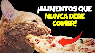 ¿Cuales son los ALIMENTOS TÓXICOS que tu Gato NUNCA debe comer [upl. by Mandie256]