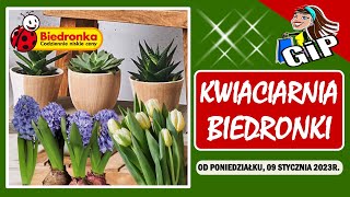 BIEDRONKA  Oferta od Poniedziałku 09012023  Kwiaciarnia Biedronki [upl. by Ykcul]