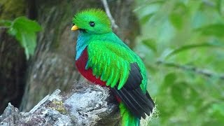 Resplendent Quetzal Pharomachrus mocinno [upl. by Kenji613]