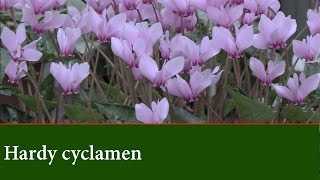 Hardy Cyclamen Plants  How to grow Cyclamen Outdoors [upl. by Eniamurt426]