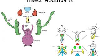 An Introduction to Arthropods  Presentation 4 Entognatha Apterygota and Paleoptera [upl. by Okram711]