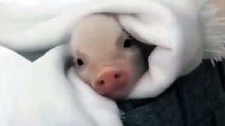 Cute Mini Pigs Videos Compilation 2020 🐷 Funny Pets [upl. by Raddy]