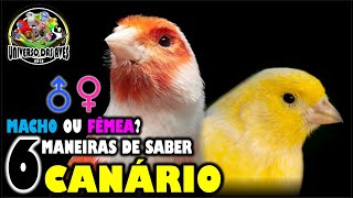 CANÁRIO  6 DICAS PARA DESCOBRIR SE É MACHO OU FÊMEA [upl. by Rehctaht345]